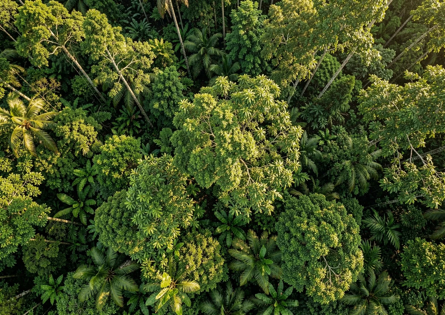 Tropical botanical canopy